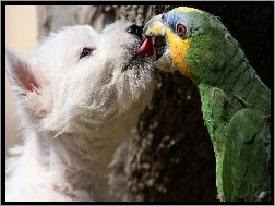 Pocałunek, Pies, Papuga